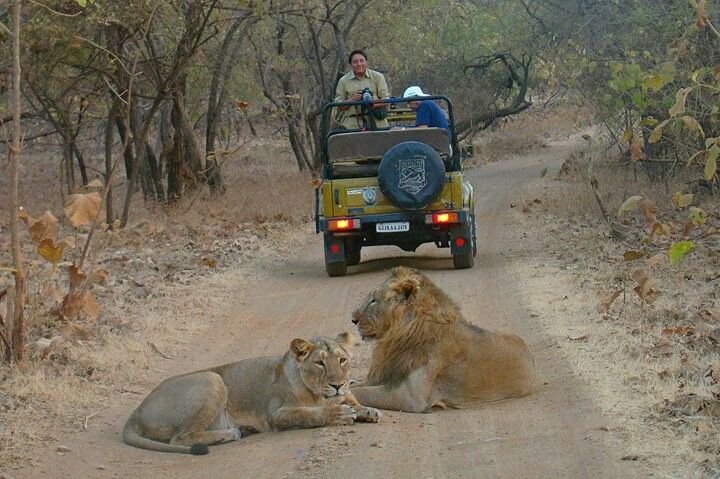 Jeep Safari at Gir Forest National Park, Sasan Gir, Gujarat, India