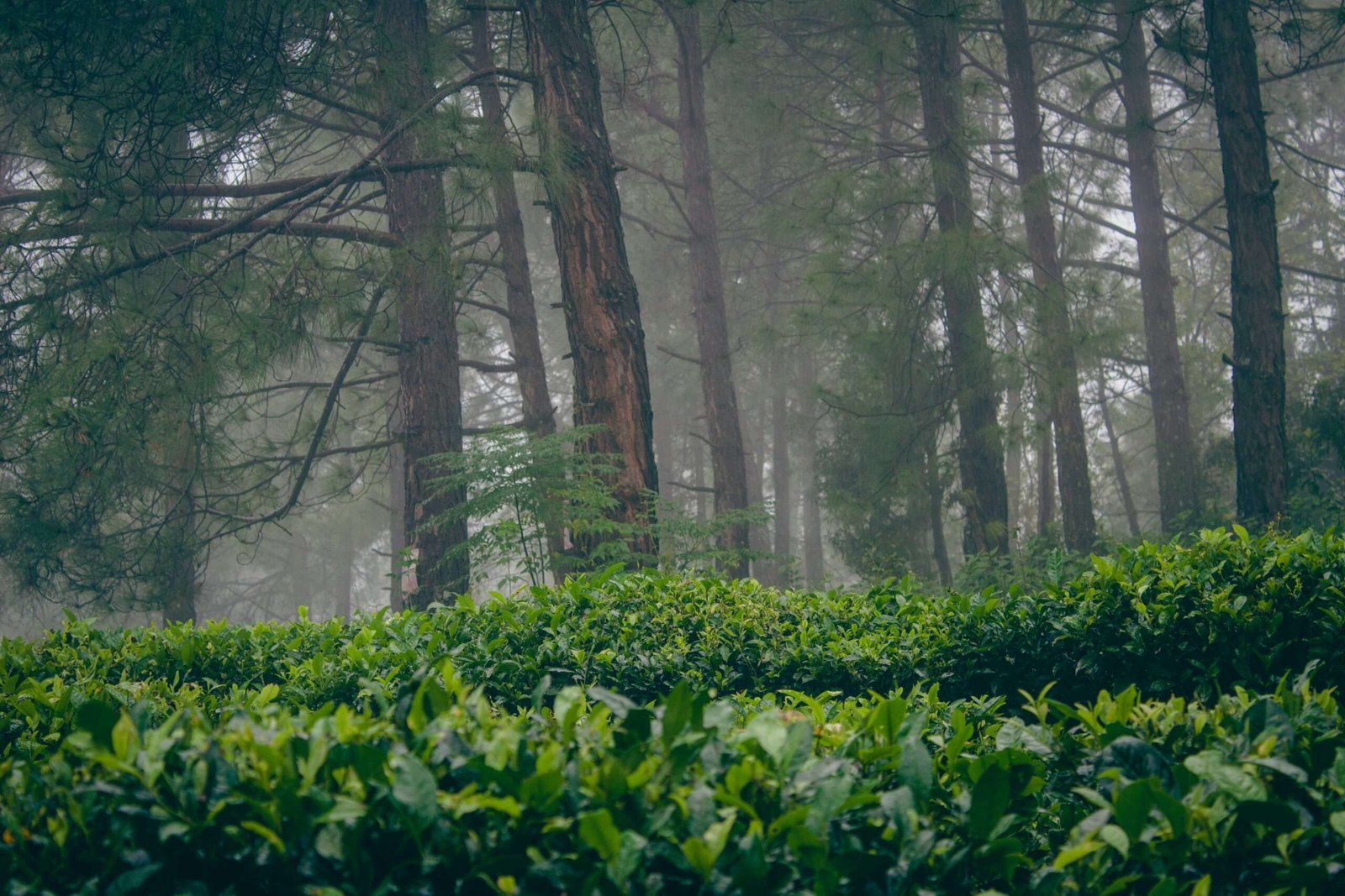 supratik-deshmukh-RPjJetotxY0-unsplash